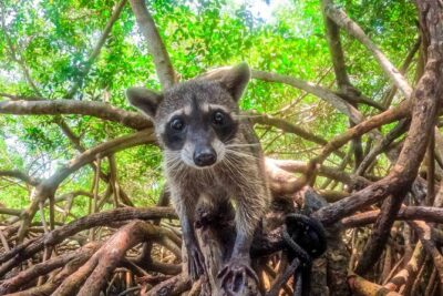 Adventure full day Isla Barú + Mangroves + Snorkel + bioluminescent plankton