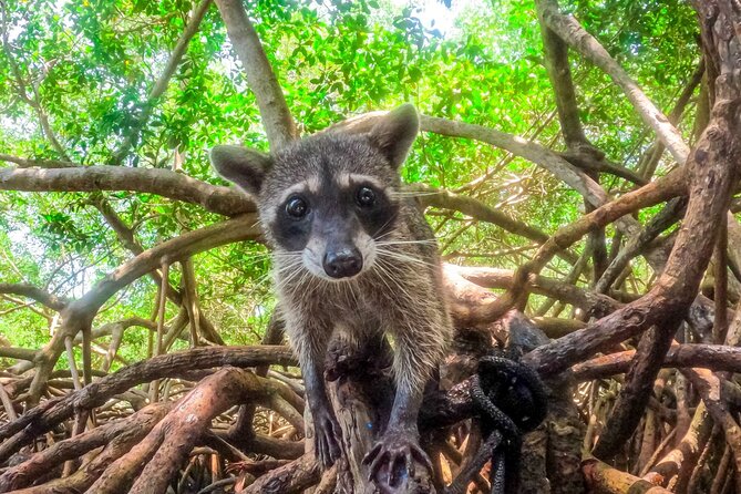 Adventure full day Isla Barú + Mangroves + Snorkel + bioluminescent plankton - Playa Blanca and Mambo Beach Club