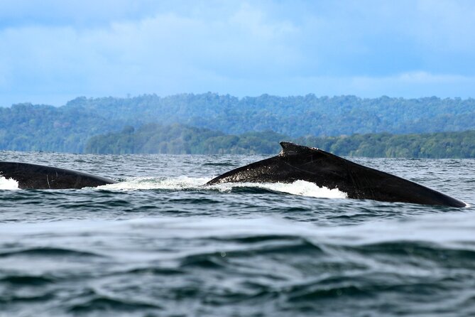 Bahía Málaga: Humpback Whale Watching in Cali - Colombia - A short stop at Buenaventura’s Malecón
