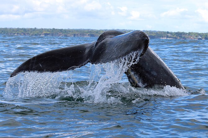 Bahía Málaga: Humpback Whale Watching in Cali - Colombia - Seven hours around Juanchaco