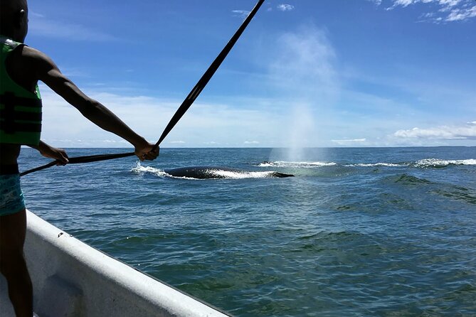 Bahía Málaga: Humpback Whale Watching in Cali - Colombia - The $459 price and what it covers