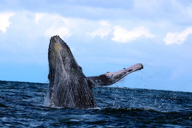 Bahía Málaga: Humpback Whale Watching in Cali - Colombia - Group size, pace, and physical demands