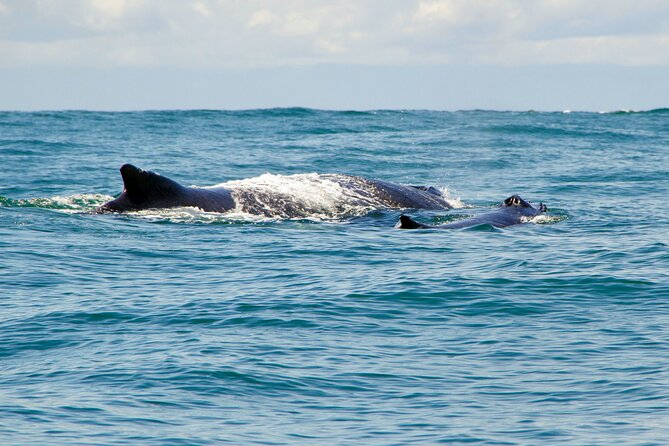Bahía Málaga: Humpback Whale Watching in Cali - Colombia - The 4:30 a.m. start from Cali