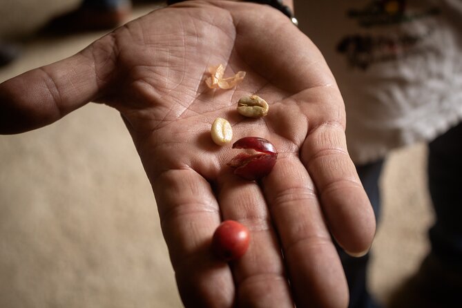 Best Coffee Tour from Medellin with Lunch and Transportation - Who will enjoy this coffee outing?