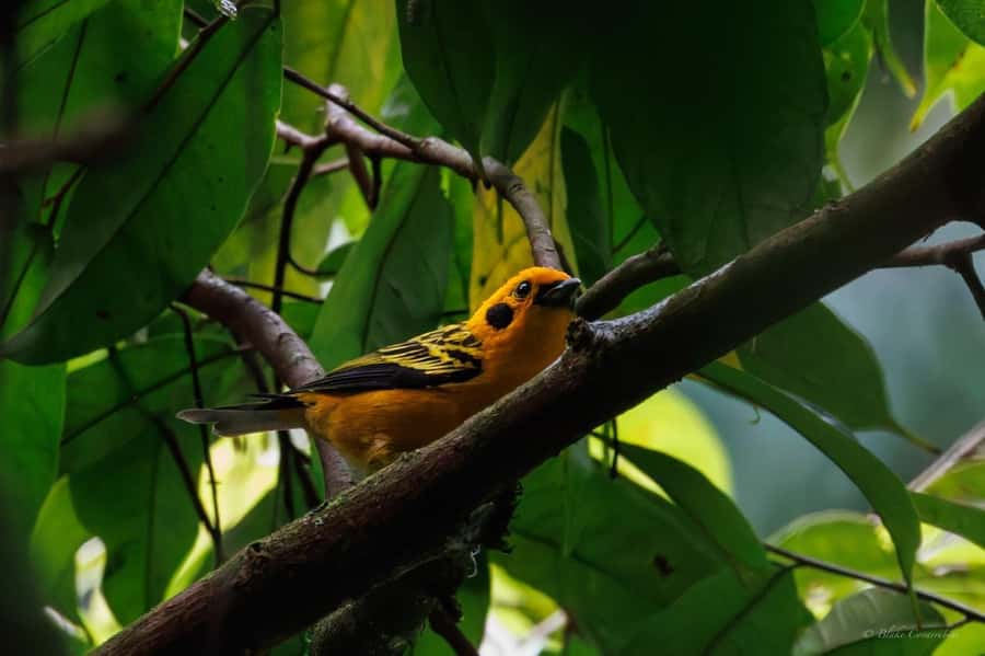 Birding Medellin with expert bird-watcher (Private) - Key Points to Know Before You Go