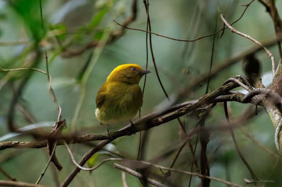 Birding Medellin with expert bird-watcher (Private) - Should You Book This Medellin Birding Tour?