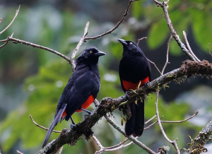 Birding Medellin with expert bird-watcher (Private) - Why This Short Trip Shows Medellin’s Wild Side