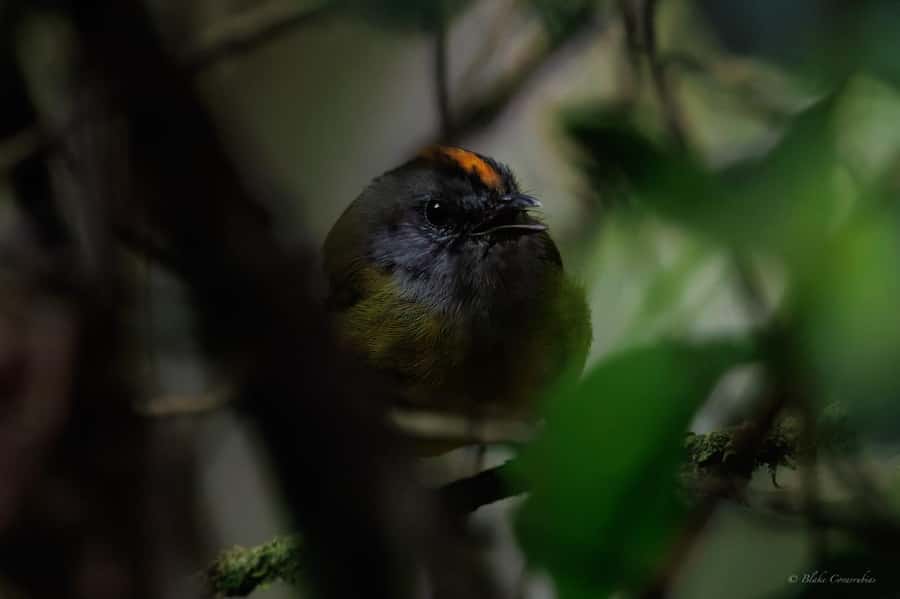Birding Medellin with expert bird-watcher (Private) - How the Birding Instruction Works