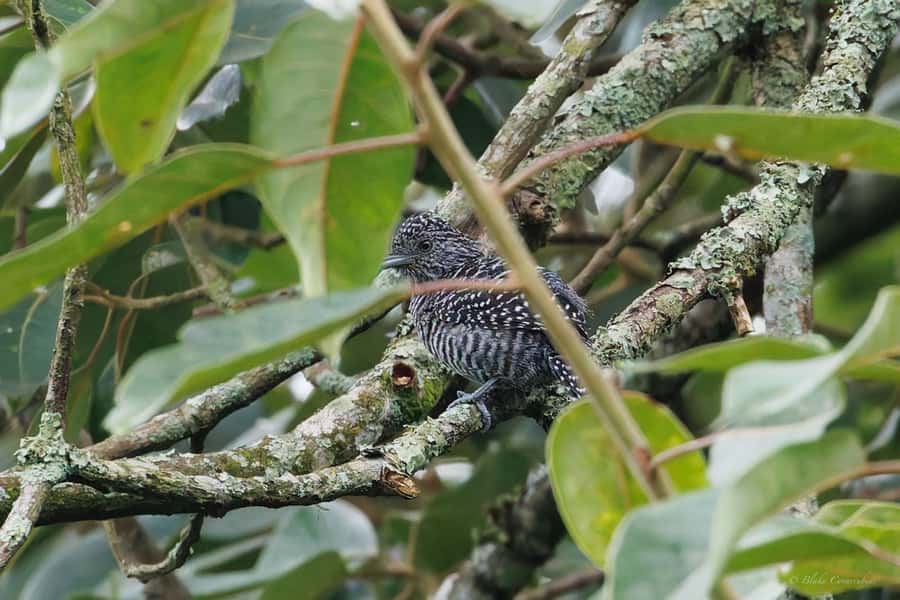 Birding Medellin with expert bird-watcher (Private) - Practical Tips for a Better Morning