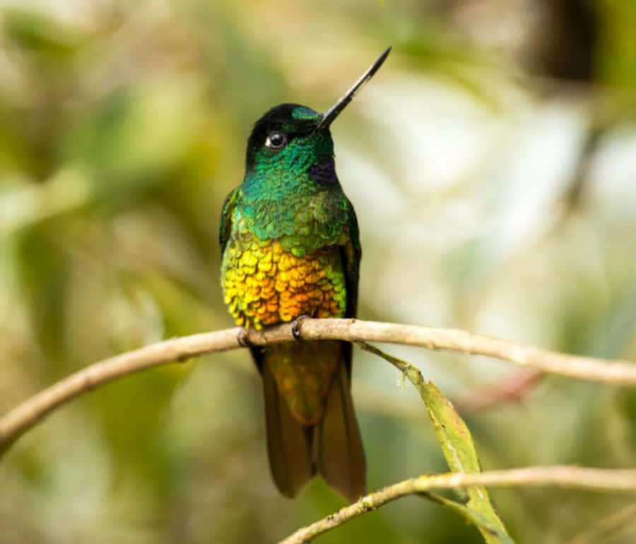 Birdwatching Day Tour at Chicaque Natural Park - What makes Chicaque useful for birdwatching