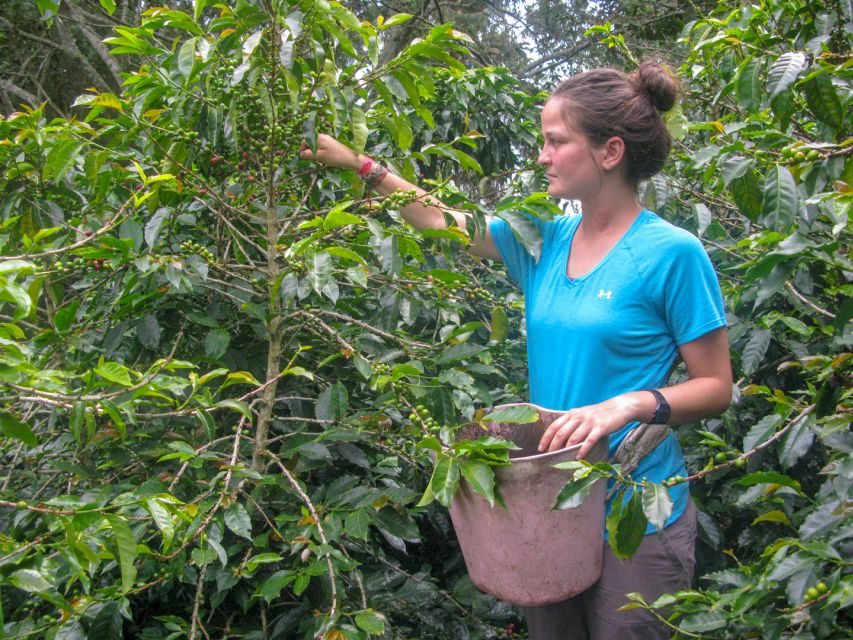 Bogotá: Guided Coffee Tour with Lunch, and Pickup & Drop-Off - The coffee tasting and coffee liqueur