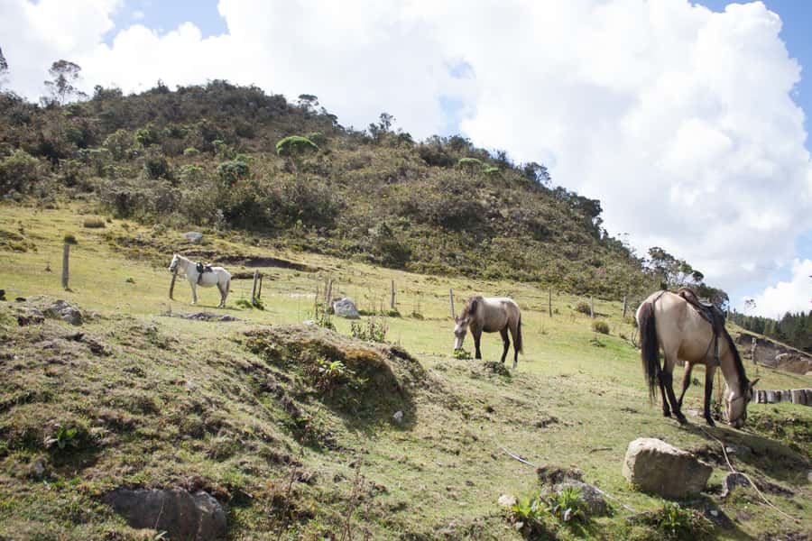 Bogota: Horseback Riding Tour - Leaving Bogotá for Cundinamarca’s highlands