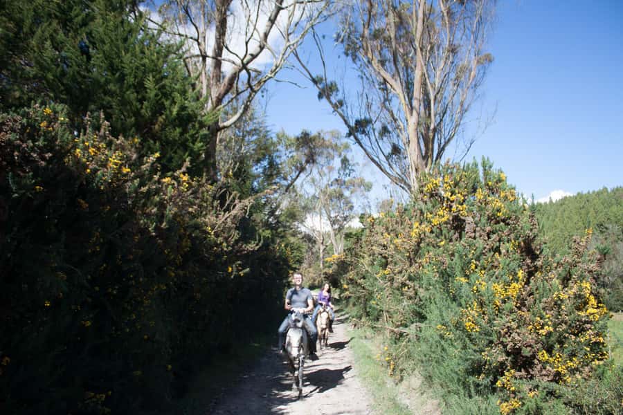 Bogota: Horseback Riding Tour - Meeting the Colombian Creole horses