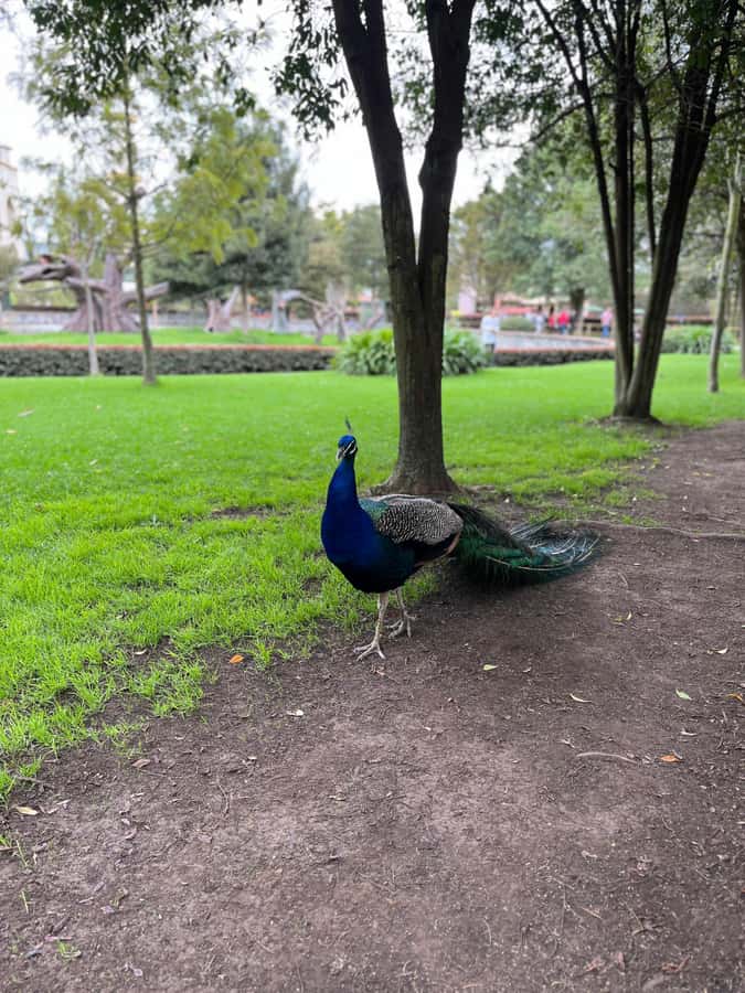 BOGOTA: Tour of Jaime Duque Park, Zoo, and Aerospace Museum - Wakatá Biopark: The Park’s Wildest Stop