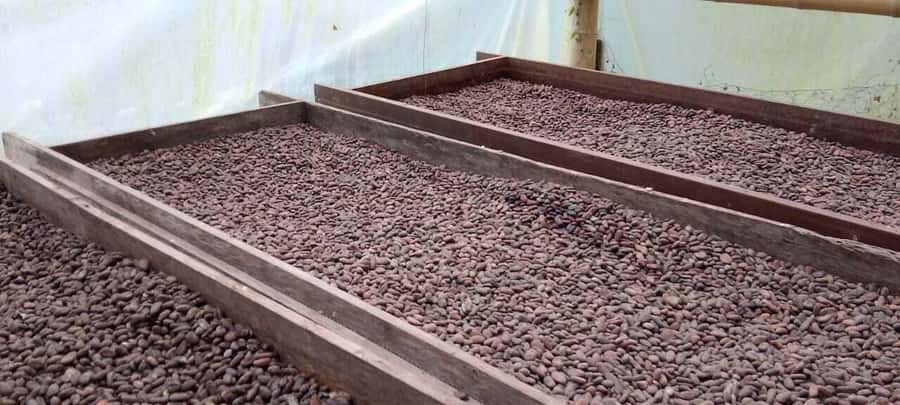 Cacao and Coffee Tour - Key points before you book