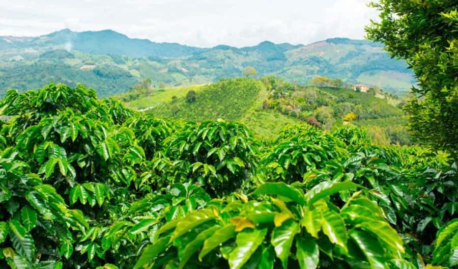 Cacao and Coffee Tour - Comparing three coffee types