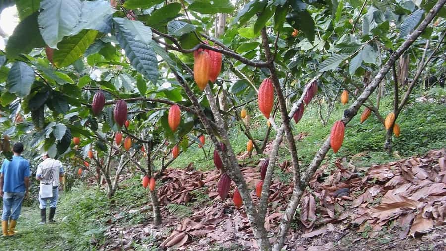 Cacao and Coffee Tour - Who should choose this Minca outing