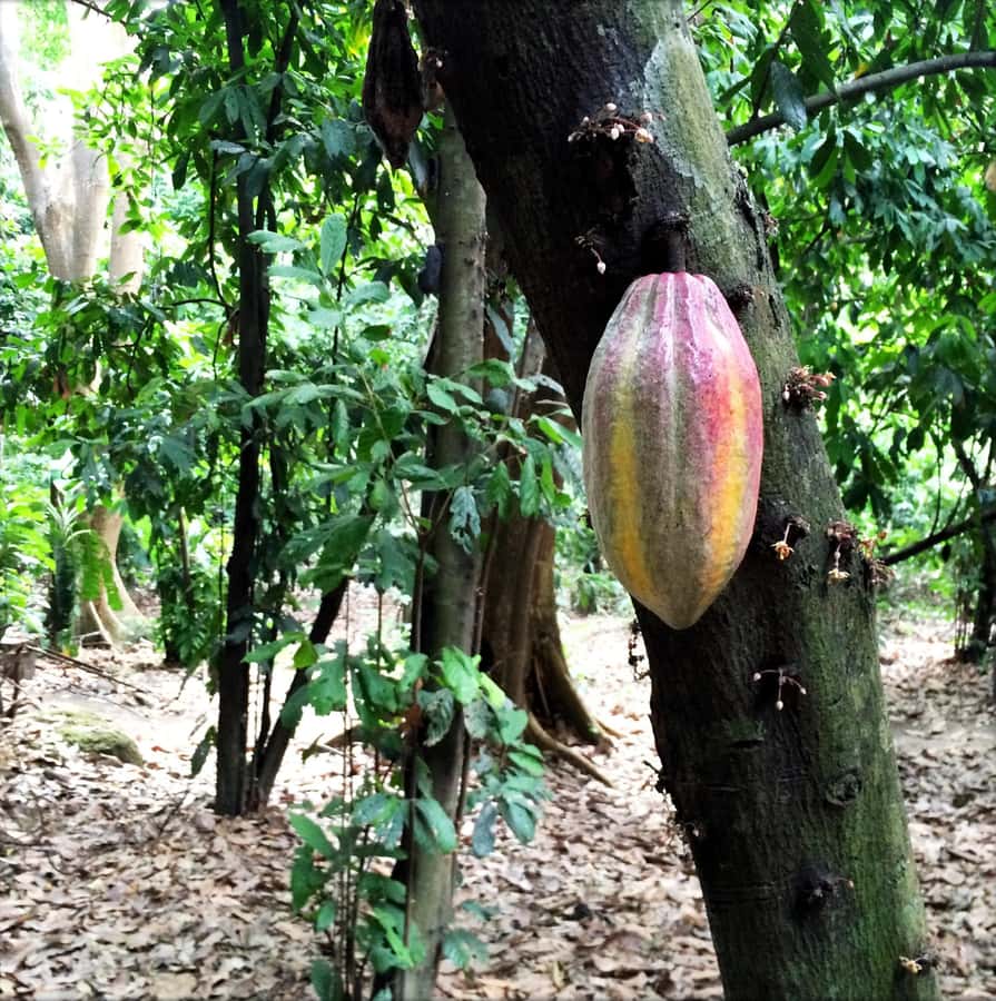 Cacao Experience Tour - Starting at the Minca church