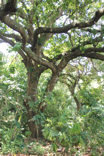 Cacao Experience Tour - Learning from Andrés and the bilingual guides