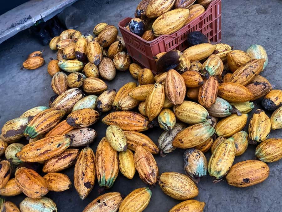 Cacao Experience Tour - Who will enjoy this tour most