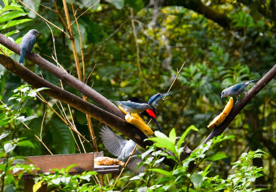 Cali: Bird Watching in The San Antonio Fog Forest - Why Cali is such a good base for birdwatching