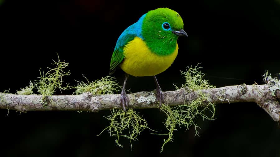 Cali: Bird Watching in The San Antonio Fog Forest - Four and a half hours among the forest’s birds