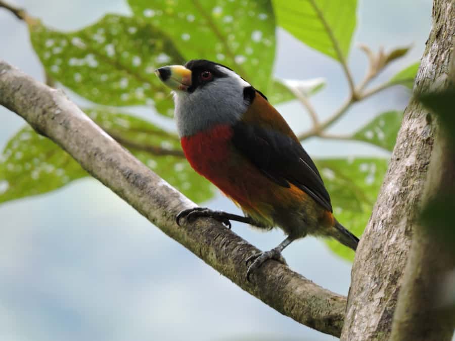 Cali: Bird Watching in The San Antonio Fog Forest - What the small group changes