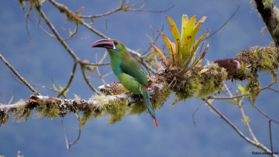 Cali: Bird Watching in The San Antonio Fog Forest - Is $190 a fair price?