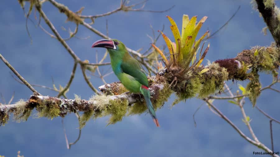 Cali: Bird Watching in The San Antonio Fog Forest - Meeting at the Hotel Intercontinental Cali