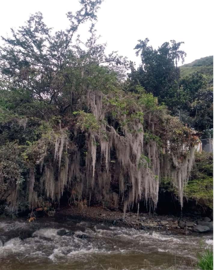Cali: Cali River Waterfall and Great River Pools Tour - Returning through the botanical garden area