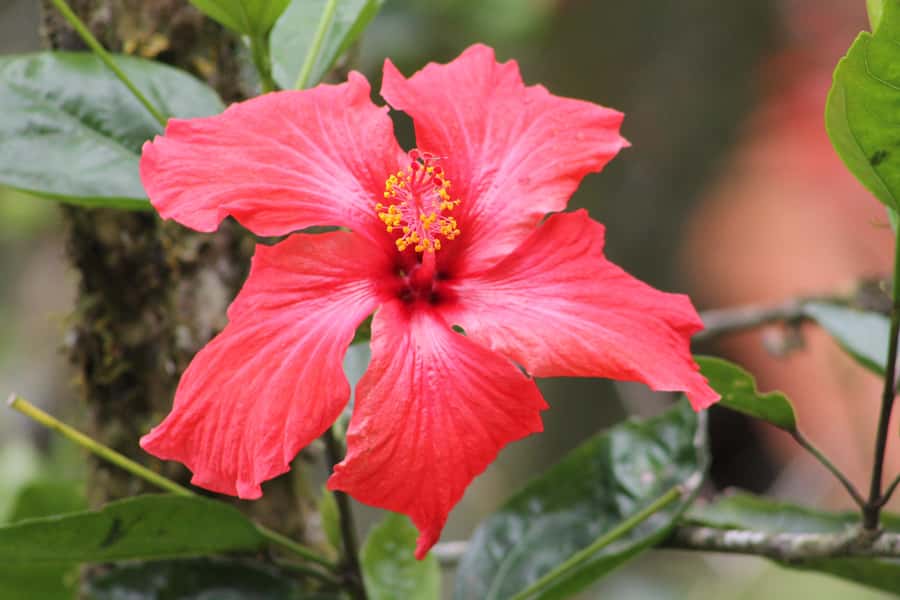 Cali: Hummingbird Watching & Photography Tour - Key points to know before you book