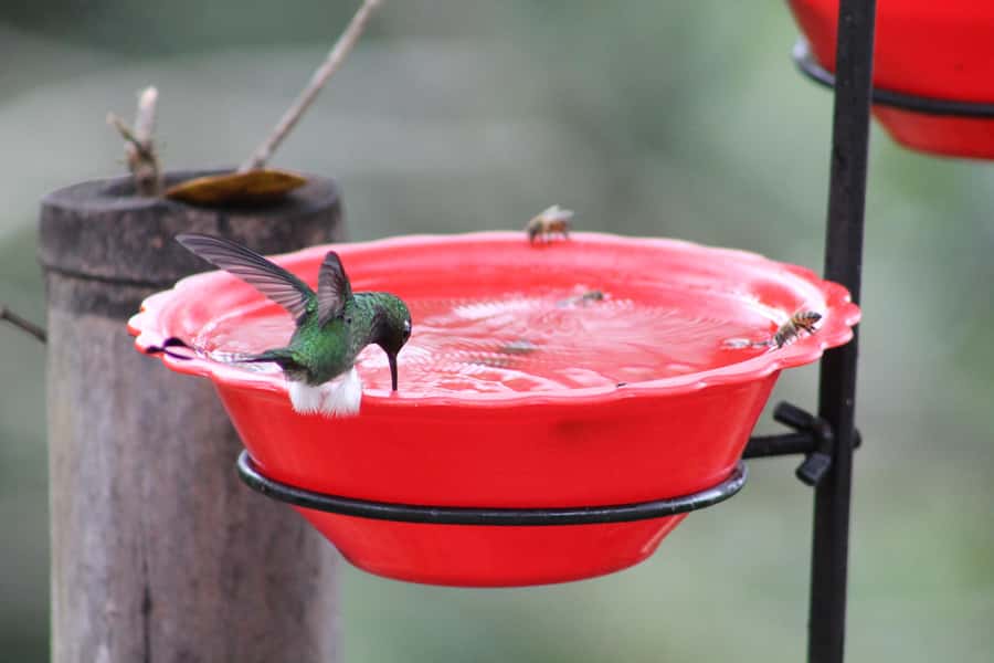 Cali: Hummingbird Watching & Photography Tour - Should you book the hummingbird tour?