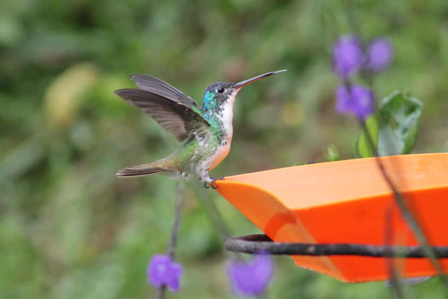 Cali: Hummingbird Watching & Photography Tour - Two hours of close viewing and photography