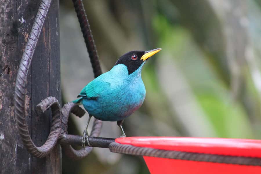 Cali: Hummingbird Watching & Photography Tour - What the private format adds