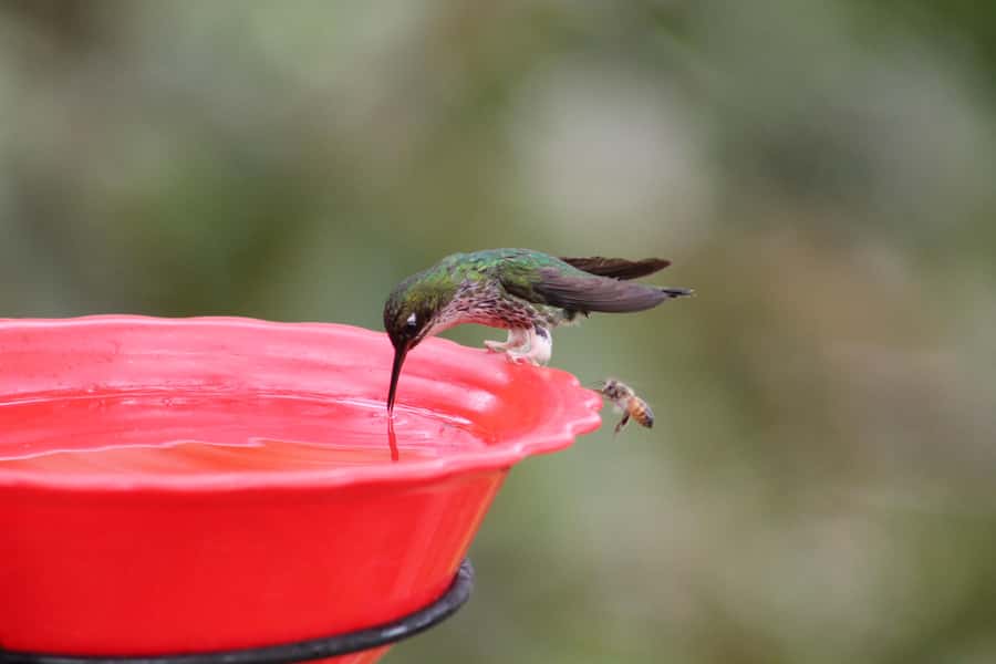 Cali: Hummingbird Watching & Photography Tour - Is $65 a fair price?