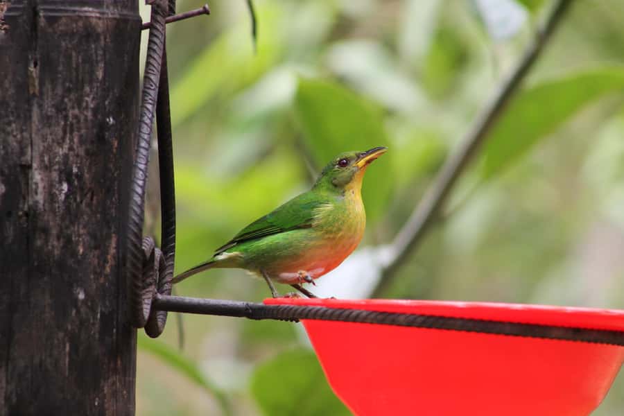 Cali: Hummingbird Watching & Photography Tour - Weather, clothing, and comfort