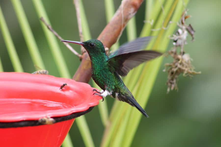 Cali: Hummingbird Watching & Photography Tour - Who will enjoy this outing most
