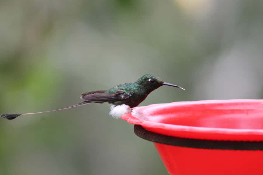 Cali: Hummingbird Watching & Photography Tour - Arriving at Finca Alejandría, the hummingbird paradise