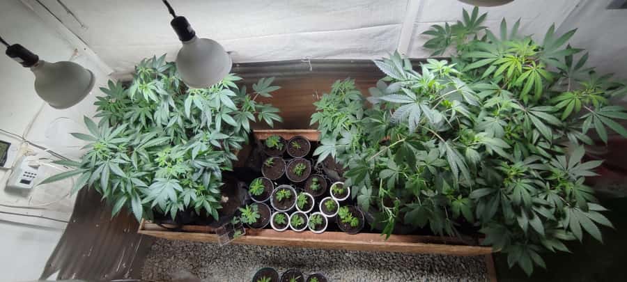 CANNABIS EXPERIENCE - Language, age limit, and comfort level