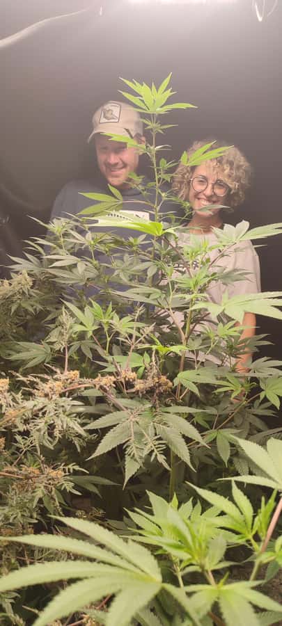 CANNABIS EXPERIENCE - Vegetative growth and flowering