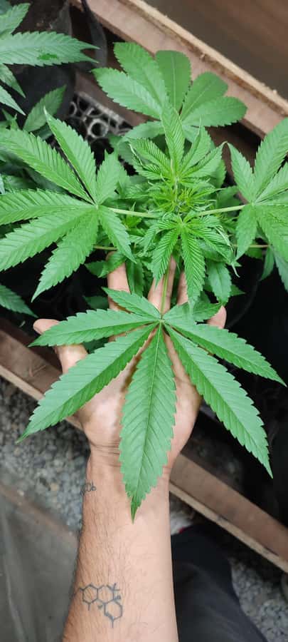 CANNABIS EXPERIENCE - Drying and curing, the steps many introductions skip