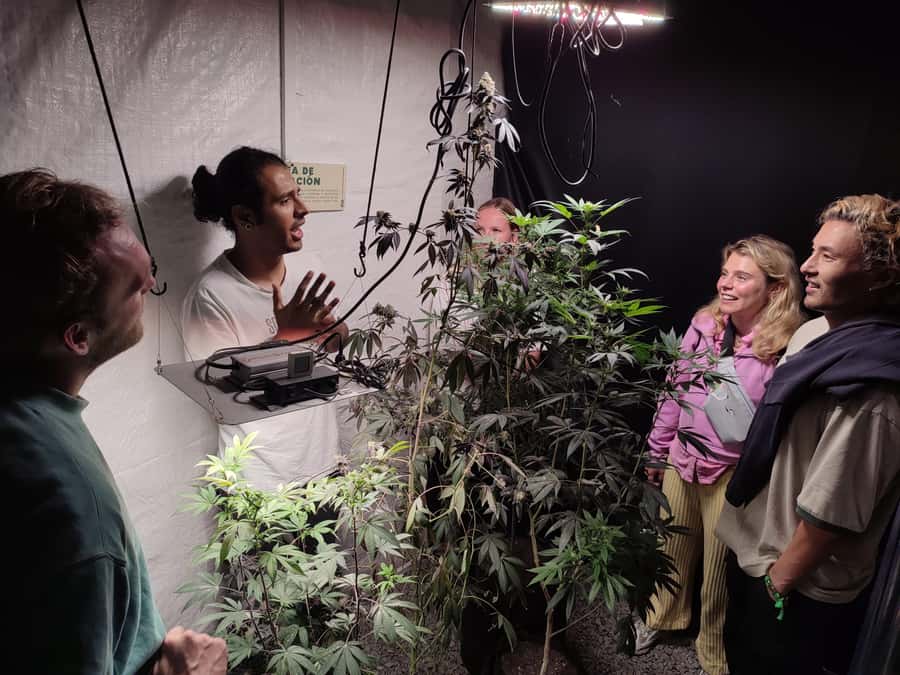 CANNABIS EXPERIENCE - A natural drink and an ancestral souvenir