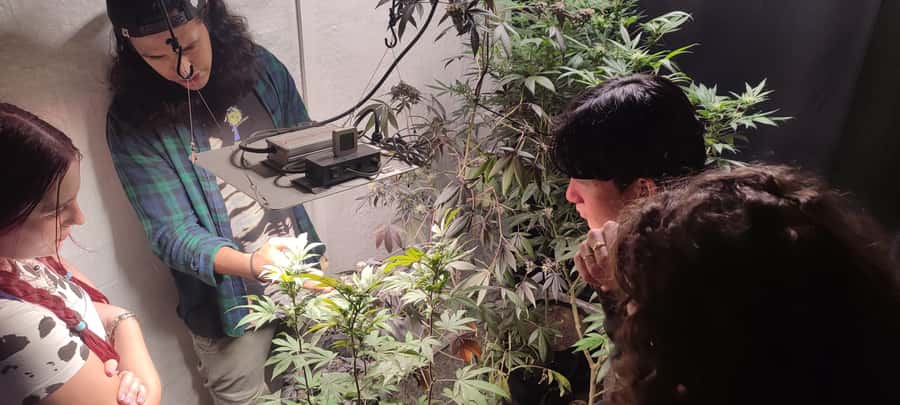 CANNABIS EXPERIENCE - What the $64 price gets you
