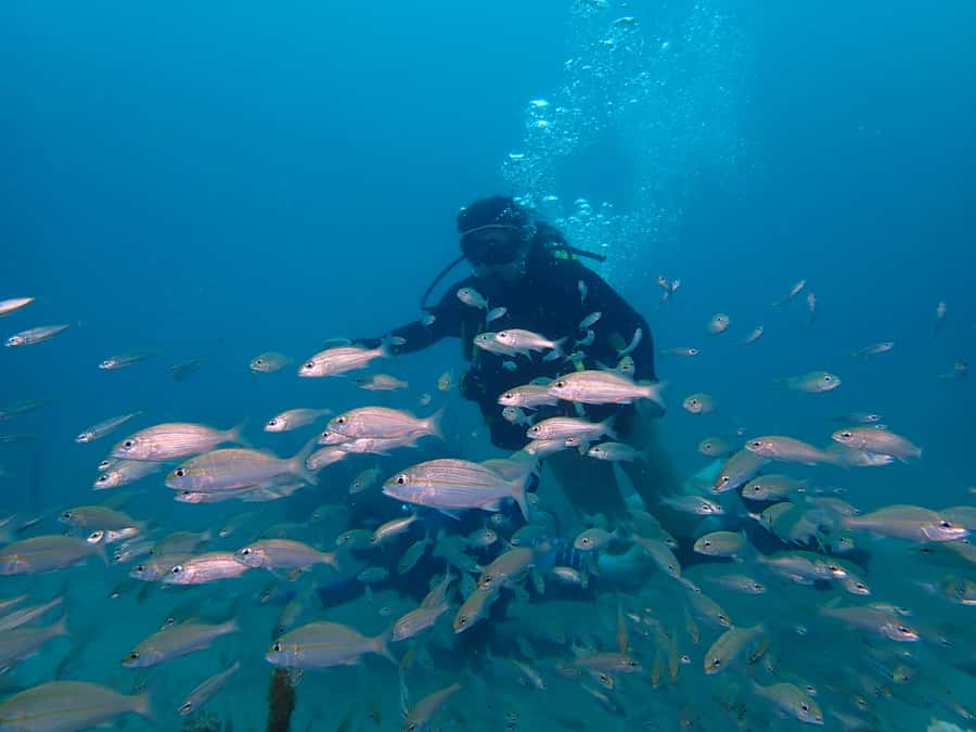 Cartagena: 2 Tanks Dive Plan For CERTIFIED DIVERS - Who will enjoy this Cartagena outing most?