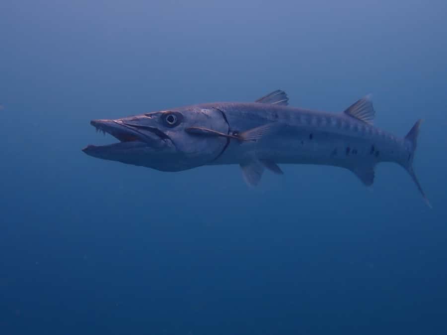 Cartagena: 2 Tanks Dive Plan For CERTIFIED DIVERS - Two long underwater sessions, from 30 to 60 feet