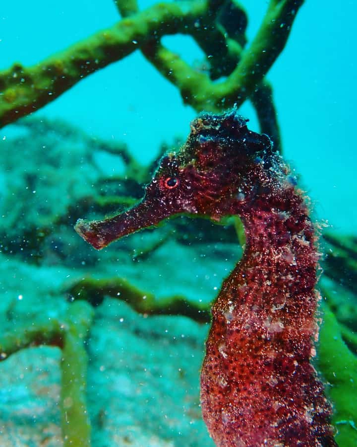 Cartagena: 2 Tanks Dive Plan For CERTIFIED DIVERS - Photos and videos without an extra media charge