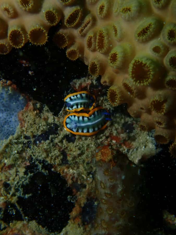 Cartagena: 2 Tanks Dive Plan For CERTIFIED DIVERS - Returning before lunch