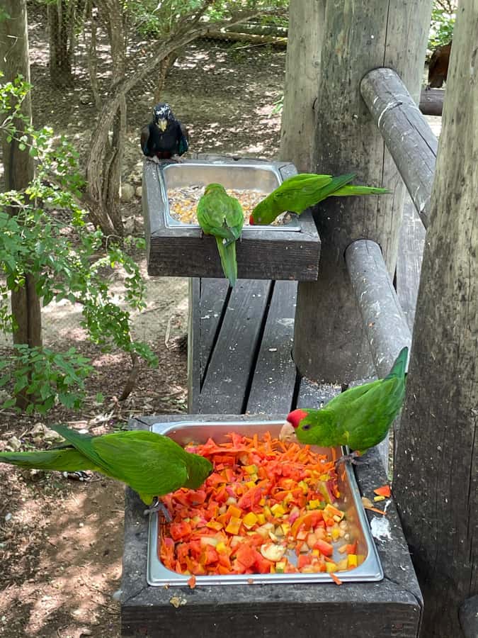 Cartagena: Aviary National Park Tour with Hotel Pickup - Key Points About the National Aviary Excursion