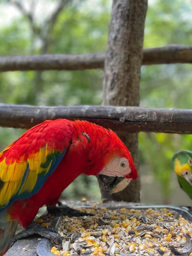 Cartagena: Aviary National Park Tour with Hotel Pickup - Why This Aviary Makes a Good Half-Day Trip