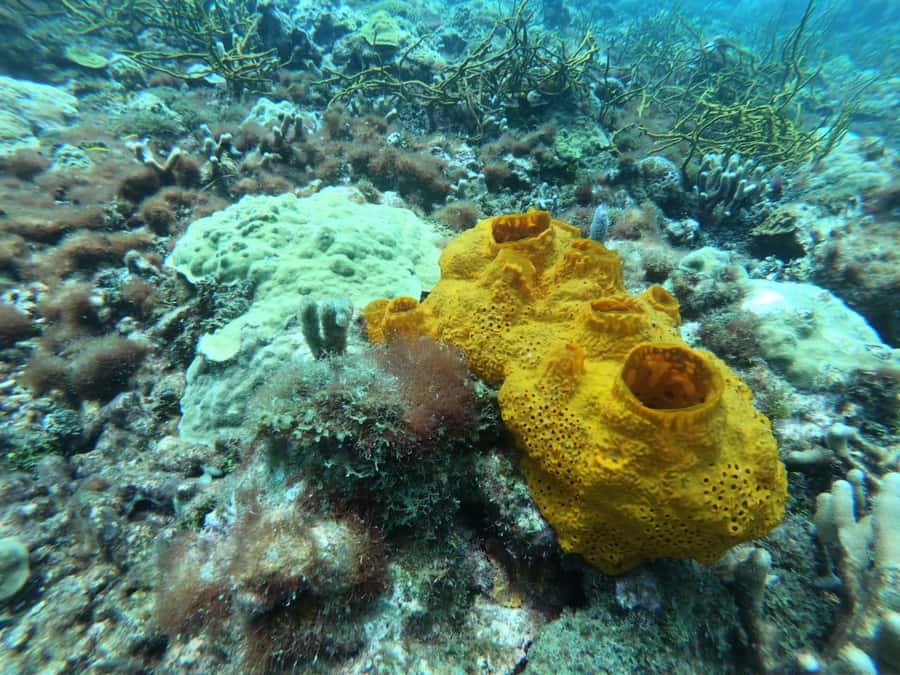 Cartagena: Basic Diving for beginners in Rosario Islands - Is the $137 Price Good Value?
